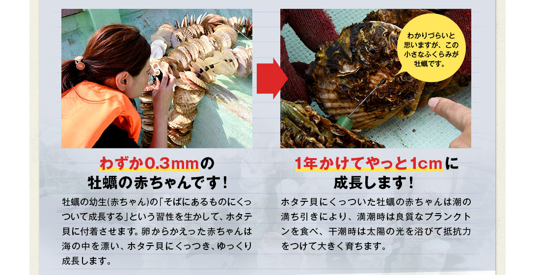 1年かけてやっと1㎝に成長します